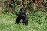 BOULEDOGUE FRANCAIS 115